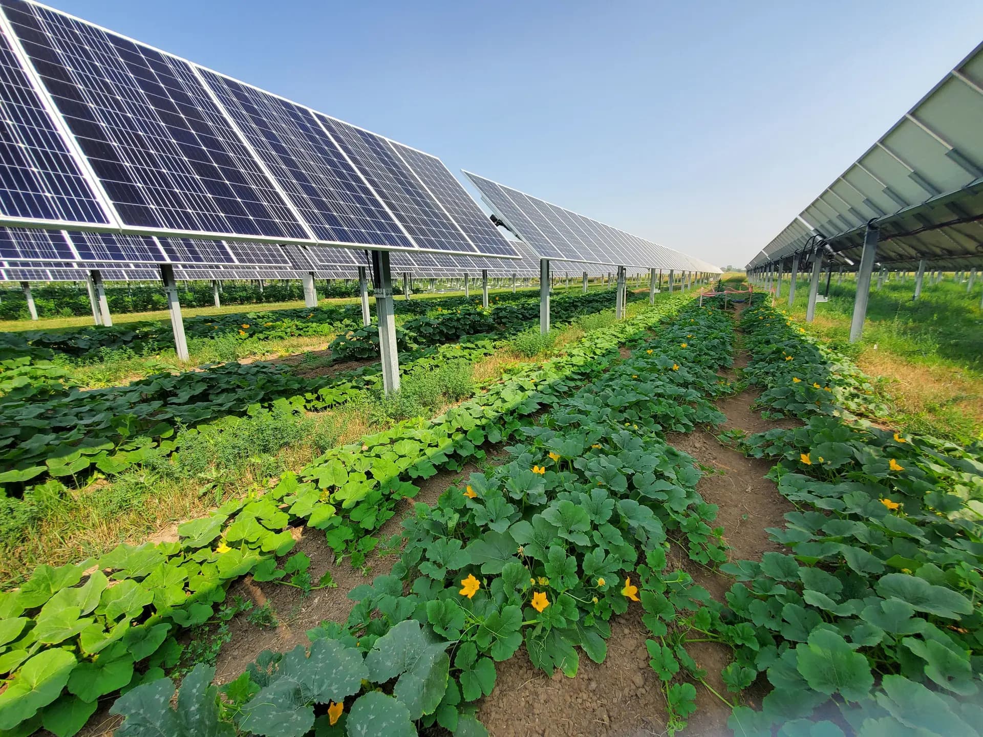 Spade Agrivoltaics - Exploring the Balance: Solar Sharing, the Light Saturation Point, and Agrivoltaics - Post Image