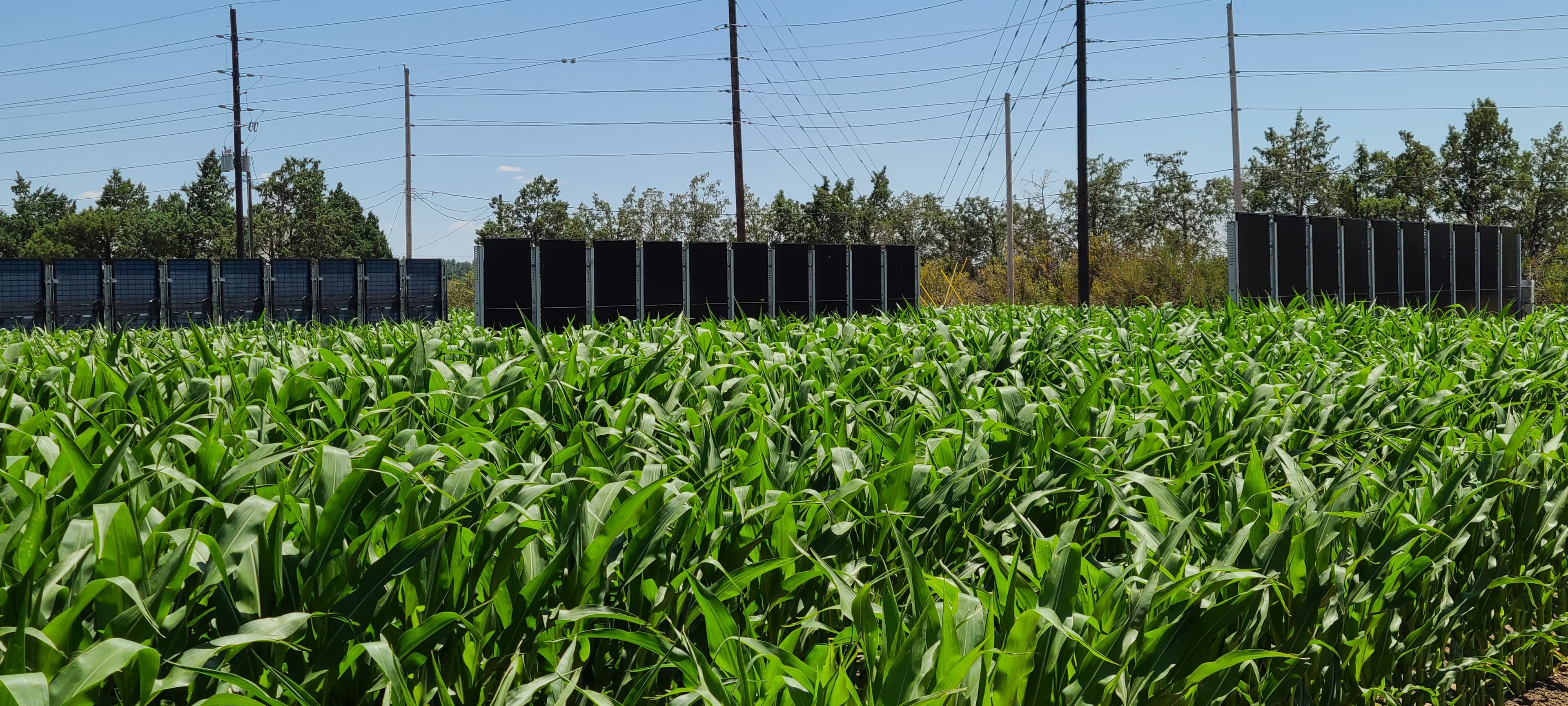 Spade Agrivoltaics - New Tools, New Insights: Introducing Crop Modeling with Spade Agrivoltaics - Post Image